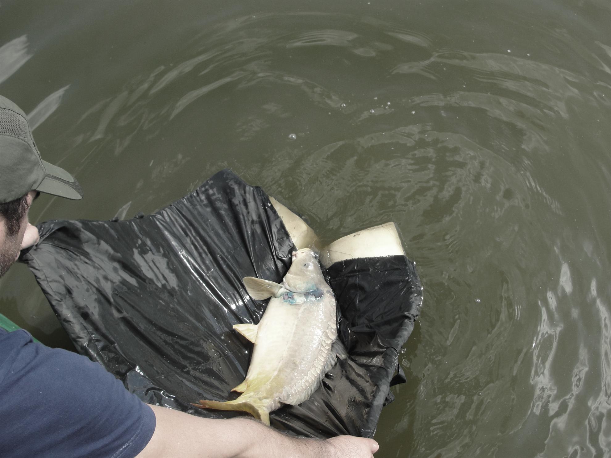 Moara Vlasiei 2 - 9 iunie partea a doua - pe data viitoare